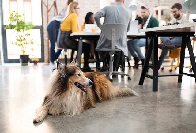 What are the benefits of a dog-friendly office?